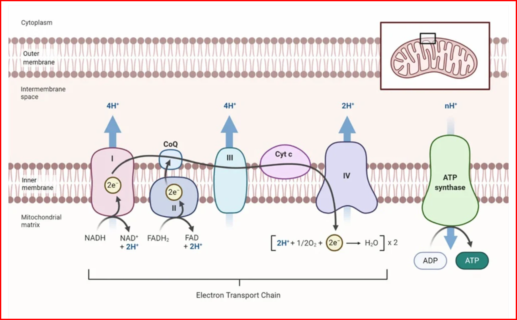 The electron transport chain in the mitochondria cell membrane reduces NADH to NAD+ and produces ATP, the energy currency of the cell. Resazurin is reduced by NADH and reductases, producing a strong fluorescent response.