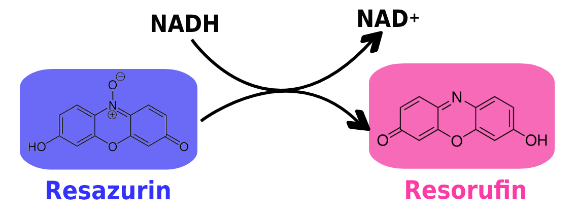 Resazurin is a redox reactive dye that turns from blue to pink as NADH is reduced to NAD+ in metabolic respiration.